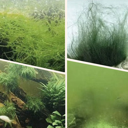 🎉Mehr kaufen, mehr sparen💥 Algen- & Moosentferner für das Aquarium - Sichere Wasseraufbereitung