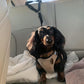 Cinto de segurança para cães 2 em 1 e guia de passeio